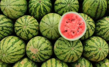 Best Time to Eat Watermelon in Summer for Maximum Health Benefits - Bio Points News