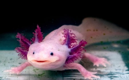 Endangered Axolotl Release Sparks Hope for Amphibian’s Wild Comeback  - Bio Points News