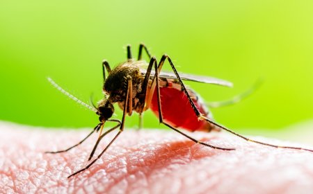 Yellow Fever: A Deadly Mosquito-Borne Disease Resurfaces - Bio Points News