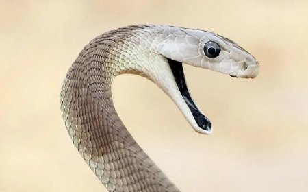 Tim Friede’s Blood Helps Develop Universal Snake Antivenom After 200+ Bites - Bio News Points