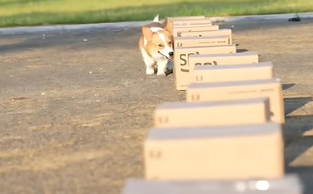 China’s First Police Corgi ‘Fu Zai’ Wins Hearts & 400,000+ Fans - Bio Points News