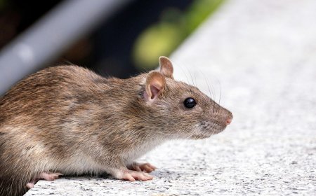 Rats Bite Patient at Bihar’s NMCH Hospital, Igniting Outrage and Political Storm - Bio Points News