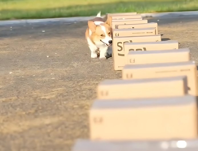 China’s First Police Corgi ‘Fu Zai’ Wins Hearts & 400,000+ Fans - Bio Points News