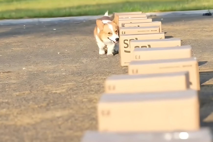China’s First Police Corgi ‘Fu Zai’ Wins Hearts & 400,000+ Fans - Bio ...