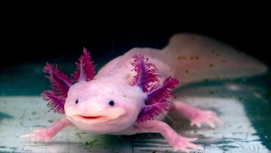 Endangered Axolotl Release Sparks Hope for Amphibian’s Wild Comeback  - Bio Points News