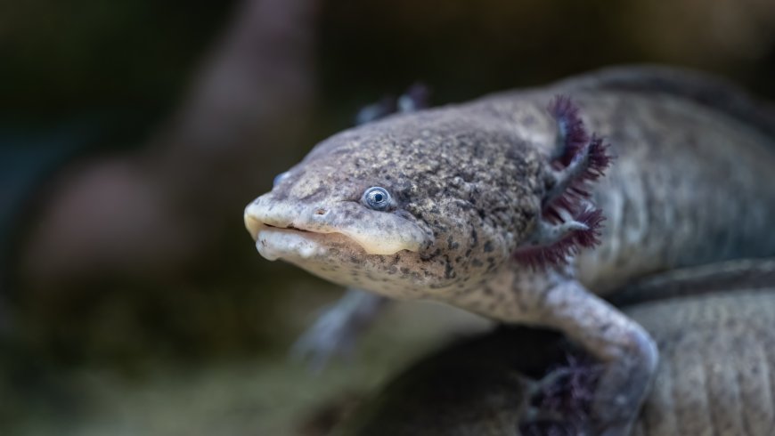 Endangered Axolotl Release Sparks Hope for Amphibian’s Wild Comeback  - Bio Points News