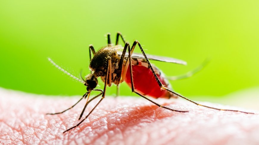Yellow Fever: A Deadly Mosquito-Borne Disease Resurfaces - Bio Points News