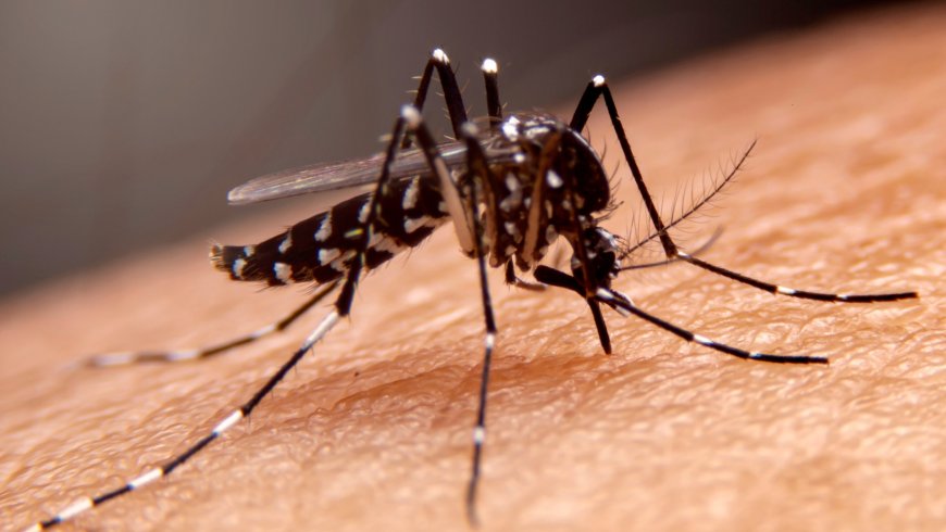 Yellow Fever: A Deadly Mosquito-Borne Disease Resurfaces - Bio Points News