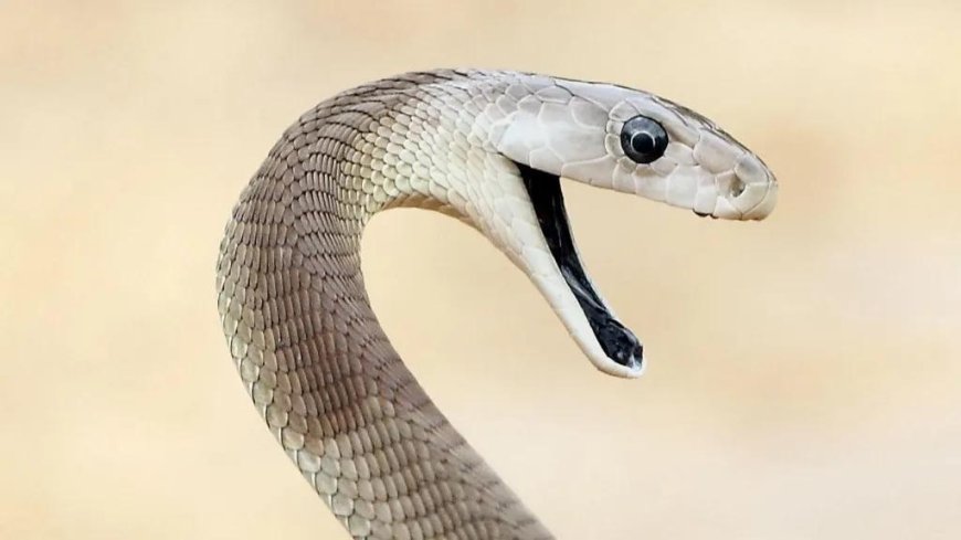 Tim Friede’s Blood Helps Develop Universal Snake Antivenom After 200+ Bites - Bio News Points
