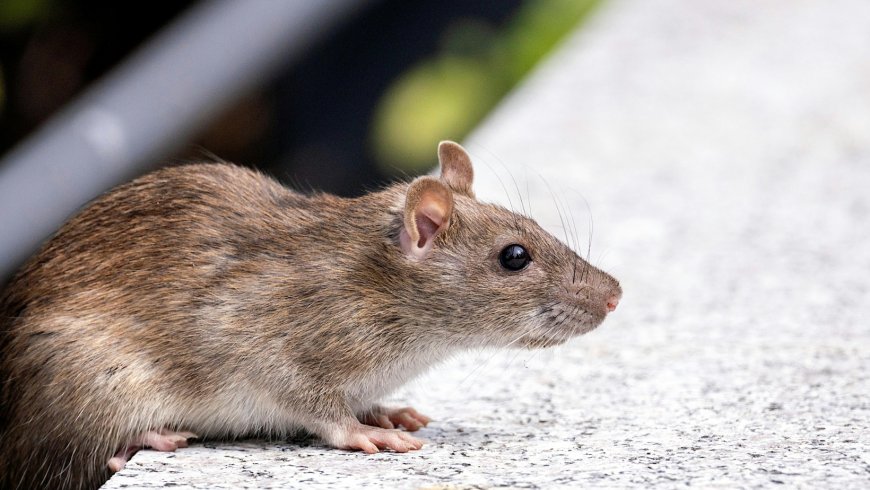 Rats Bite Patient at Bihar’s NMCH Hospital, Igniting Outrage and Political Storm - Bio Points News