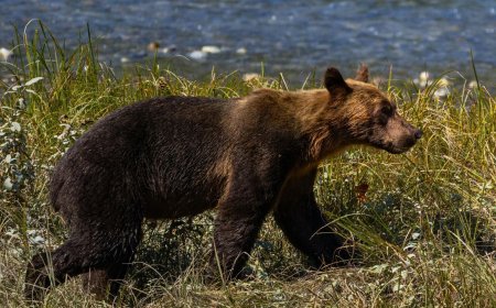 Bear Onslaught: Grizzlies and Asian Bears Turn Deadly - Bio Points News