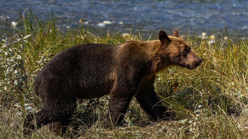 Bear Onslaught: Grizzlies and Asian Bears Turn Deadly - Bio Points News