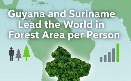 Guyana and Suriname Lead the World in Forest Area per Person - Bio Points New
