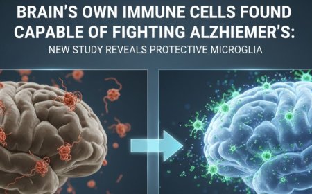 Brain’s Own Immune Cells Found Capable of Fighting Alzheimer’s: New Study Reveals Protective Microglia - Bio Points News