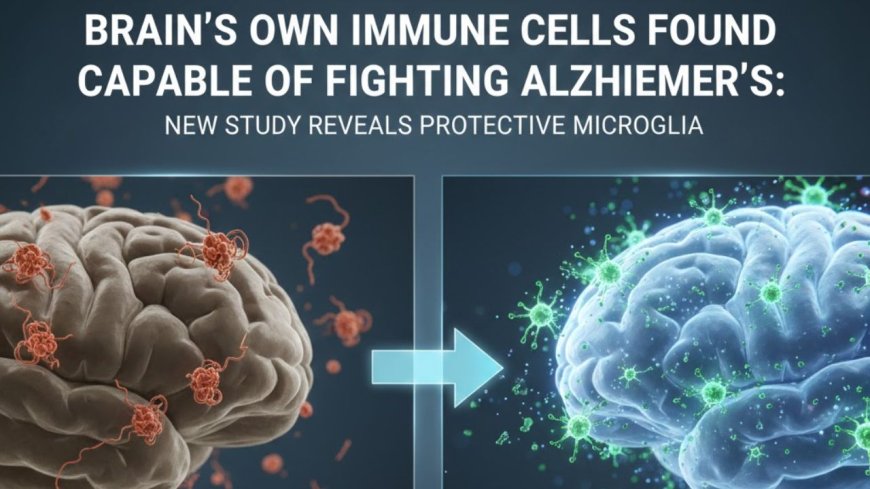 Brain’s Own Immune Cells Found Capable of Fighting Alzheimer’s: New Study Reveals Protective Microglia - Bio Points News